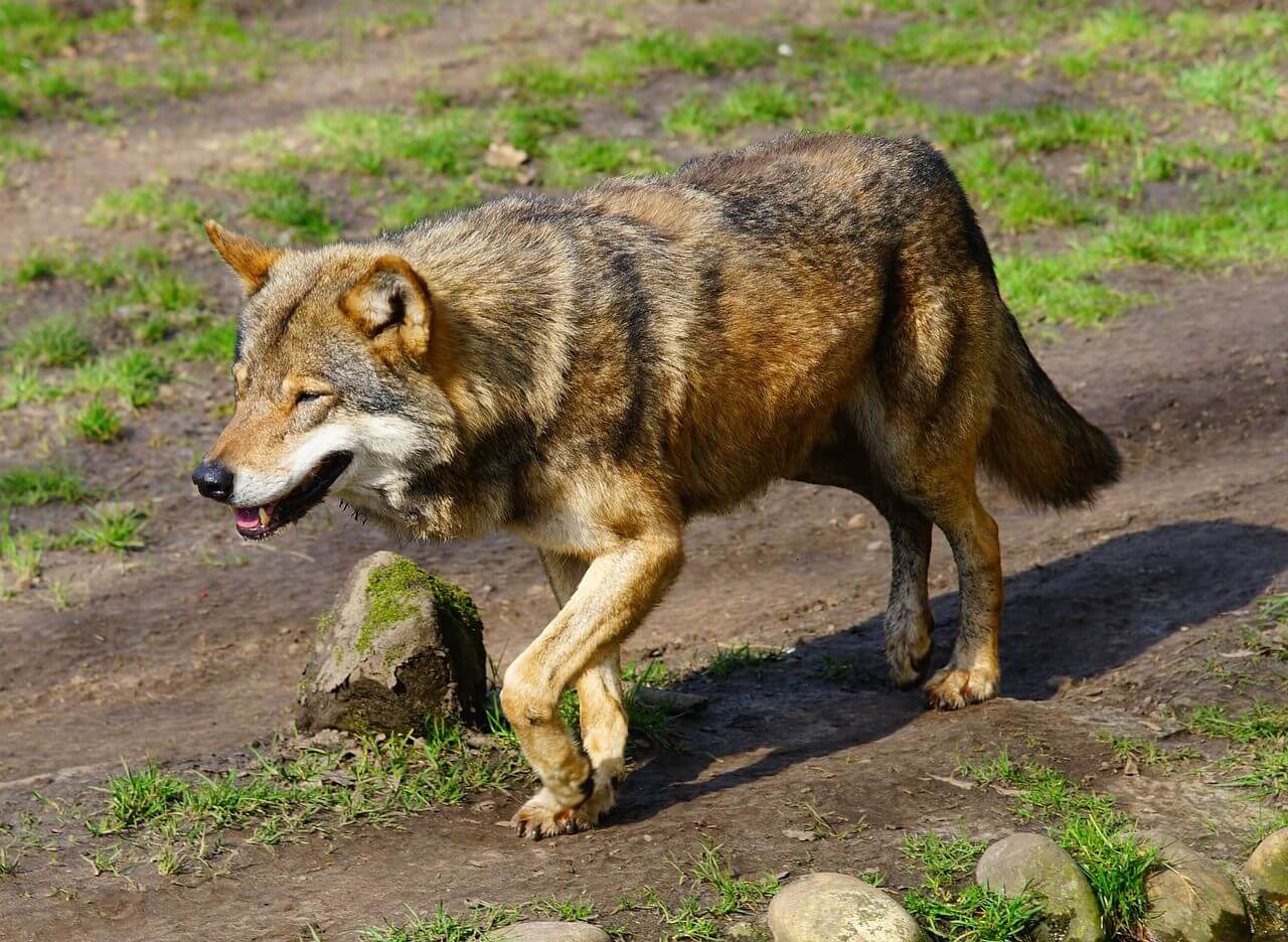 Wolf Hünxe