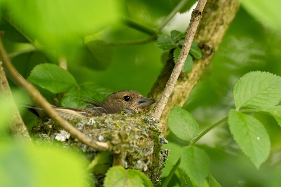 Buchfinkenweibchen auf dem Nest