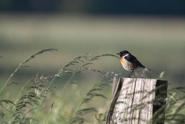 Veränderungen der Vogelwelt in Rhede seit den 1980er-Jahren