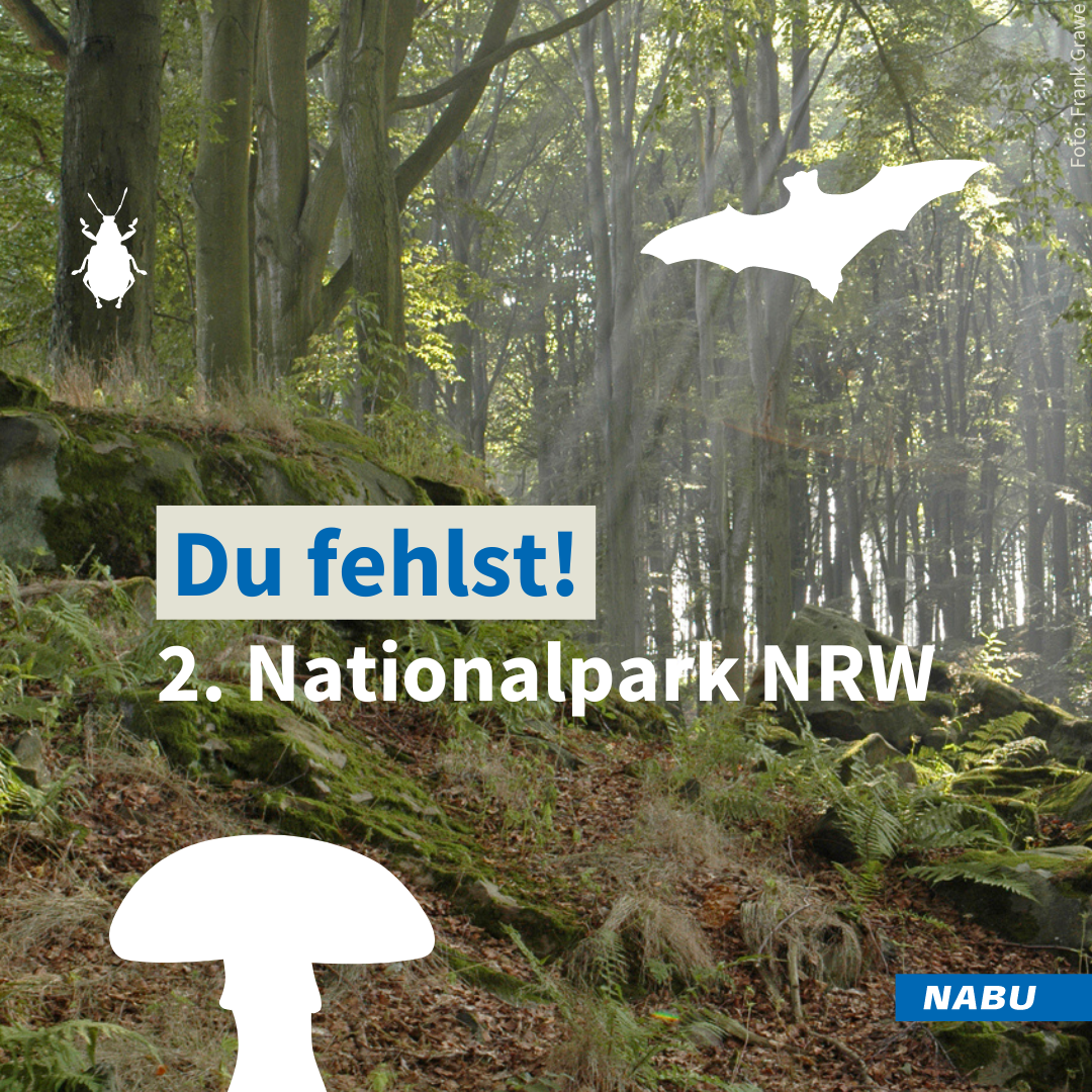 Jetzt die Natur in NRW mit einem neuen Nationalpark schützen!